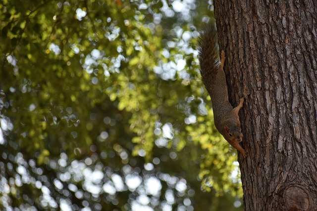 利的投篮 利的投篮