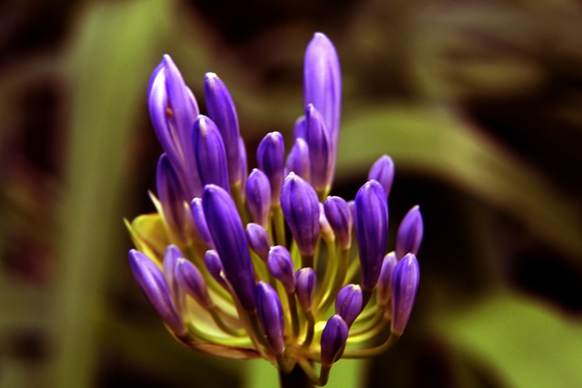 拥有梦想的 拥有梦想的