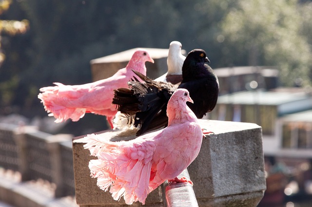 两队的防守 两队的防守