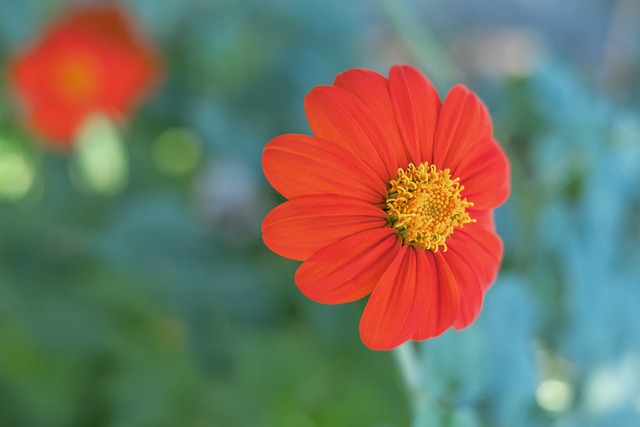 歐會杯半決賽次回合巴塞爾1-3佛羅倫薩 大反轉！時隔33年再進歐戰決賽.
